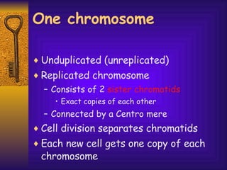 One chromosome Unduplicated (unreplicated) Replicated chromosome Consists of 2  sister chromatids Exact copies of each other Connected by a Centro mere Cell division separates chromatids  Each new cell gets one copy of each chromosome 