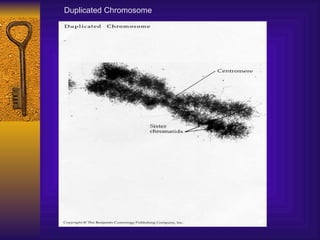 Duplicated Chromosome 