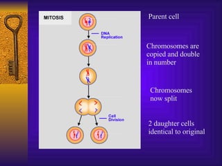2 daughter cells identical to original Parent cell Chromosomes are copied and double in number Chromosomes now split 