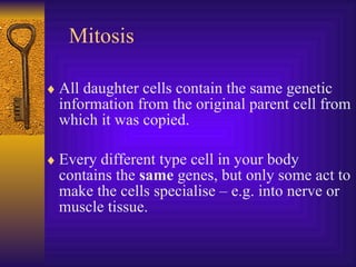 Mitosis All daughter cells contain the same genetic information from the original parent cell from which it was copied. Every different type cell in your body contains the  same  genes, but only some act to make the cells specialise – e.g. into nerve or muscle tissue. 