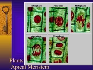 Plants  Apical Meristem 