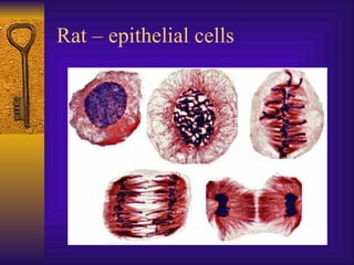 Rat – epithelial cells 