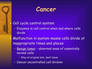 Cancer Cell cycle control system Enzymes in cell control when and where cells divide Malfunction in system means cells divide at inappropriate times and places Benign tumor  - abnormal mass of essentially normal cells Stay at original site, don’t move Cancer uncontrolled cell division 