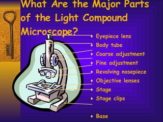 What Are the Major Parts of the Light Compound Microscope? Eyepiece lens Body tube Coarse adjustment  Fine adjustment Revolving nosepiece Objective lenses Stage Stage clips Base 