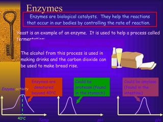 Enzymes Enzymes are biological catalysts.  They help the reactions that occur in our bodies by controlling the rate of reaction.  Yeast is an example of an enzyme.  It is used to help a process called fermentation: The alcohol from this process is used in making drinks and the carbon dioxide can be used to make bread rise. Enzymes work best in certain conditions: Enzymes are denatured beyond 40 O C Sugar  Alcohol + carbon dioxide Enzyme  activity Temp pH pH 40 0 C Could be protease (found in the stomach) Could be amylase (found in the intestine) 