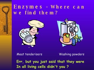 Enzymes -  Where can we find them? Meat tenderisers Washing powders Err, but you just said that they were In all living cells didn't you ? 