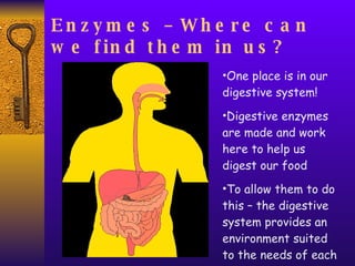 Enzymes – Where can we find them in us? One place is in our digestive system! Digestive enzymes are made and work here to help us digest our food To allow them to do this – the digestive system provides an environment suited to the needs of each enzyme.  