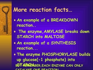 More reaction facts… An example of a BREAKDOWN reaction.. The enzyme,AMYLASE breaks down STARCH into MALTOSE An example of a SYNTHESIS reaction... The enzyme PHOSPHORYLASE builds up glucose(-1 phosphate) into STARCH. BUT REMEMBER,EACH ENZYME CAN ONLY CATALYSE ONE REACTION. 