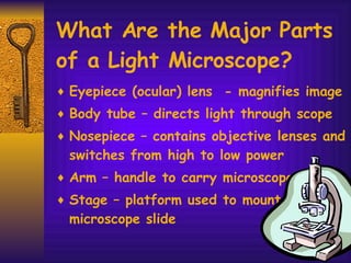 What Are the Major Parts of a Light Microscope? Eyepiece (ocular) lens  - magnifies image Body tube – directs light through scope Nosepiece – contains objective lenses and switches from high to low power Arm – handle to carry microscope Stage – platform used to mount microscope slide 