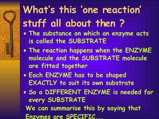 What’s this ‘one reaction’ stuff all about then ? The substance on which an enzyme acts is called the SUBSTRATE The reaction happens when the ENZYME molecule and the SUBSTRATE molecule are fitted together Each ENZYME has to be shaped EXACTLY to suit its own substrate So a DIFFERENT ENZYME is needed for every SUBSTRATE We can summarise this by saying that  Enzymes are SPECIFIC... 