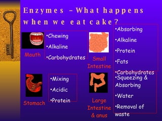 Enzymes – What happens when we eat cake?   Mouth Stomach Small Intestine Large Intestine & anus Chewing Alkaline Carbohydrates Mixing Acidic Protein Absorbing Alkaline Protein Fats Carbohydrates Squeezing & Absorbing Water Removal of waste 