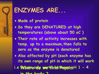 ENZYMES ARE... Made of protein So they are DENATURED at high temperatures (above about 50 oC ) Their rate of activity increases with temp. up to a maximum,then falls to zero as the enzyme is denatured Also affected by pH (each enzyme has its own range of pH in which it will work i.e Pepsin only works between pH 1 - 4 Where do we find Pepsin  in the body ? 