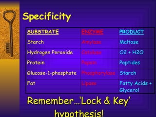 Specificity Remember…‘Lock & Key’ hypothesis! 