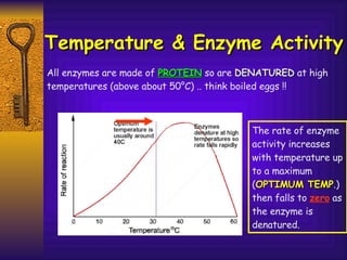 Temperature & Enzyme Activity All enzymes are made of  PROTEIN  so are  DENATURED  at high temperatures (above about 50°C) .. think boiled eggs !! The rate of enzyme activity increases with temperature up to a maximum ( OPTIMUM TEMP .) then falls to  zero  as the enzyme is denatured. 