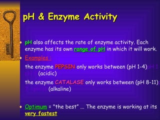 pH & Enzyme Activity pH  also affects the rate of enzyme activity. Each enzyme has its own  range of pH  in which it will work.  Examples :   the enzyme  PEPSIN  only works between (pH 1-4) pH 1 - pH 4  (acidic)  the enzyme  CATALASE  only works between (pH 8-11) pH 7 - pH 11  (alkaline) Optimum  = "the best” ... The enzyme is working at its  very fastest   