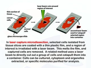 Investigating cells | PPTX