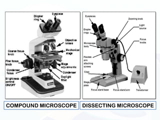 COMPOUND MICROSCOPE   DISSECTING MICROSCOPE
 
