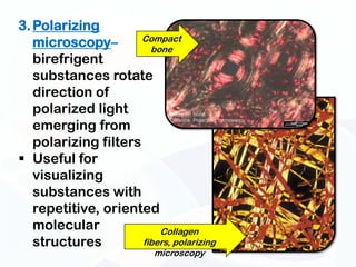 3. Polarizing
                      Compact
   microscopy–          bone
   birefrigent
   substances rotate
   direction of
   polarized light
   emerging from
   polarizing filters
 Useful for
   visualizing
   substances with
   repetitive, oriented
   molecular              Collagen
   structures         fibers, polarizing
                           microscopy
 