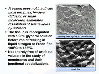  Freezing does not inactivate
  most enzymes, hinders
  diffusion of small
  molecules, eliminates
  dissolution of tissue lipids
  by solvents
 The tissue is impregnated
  with a 25% glycerol solution      chloroplast thylakoid membranes
  before rapid freezing in
  liquid nitrogen or Freon12 at
  1000C to 1550C.
 Not entirely free of artifacts;
  valuable in the study of
  membranes and their
  junctional specializations.
                                               vesicles
 