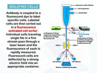 ISOLATING CELLS
Antibody is coupled to a
 fluorescent dye to label
  specific cells. Labeled
cells are then sorted out
     in a fluorescence
   activated cell sorter.
Individual cells traveling
     single file in a fine
  stream pass through a
    laser beam and the
 fluorescence of each is
     rapidly measured.
   Fluorescent cells are
   deflected by a strong
   electric field into an
  appropriate container.
 
