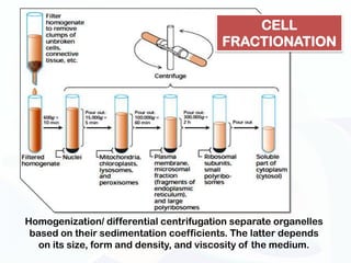 CELL
                                         FRACTIONATION




Homogenization/ differential centrifugation separate organelles
 based on their sedimentation coefficients. The latter depends
   on its size, form and density, and viscosity of the medium.
 