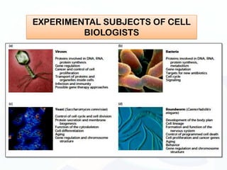 EXPERIMENTAL SUBJECTS OF CELL
         BIOLOGISTS
 