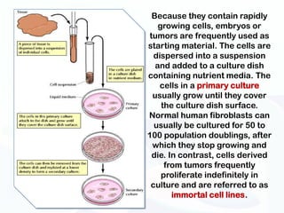 Because they contain rapidly
   growing cells, embryos or
tumors are frequently used as
starting material. The cells are
  dispersed into a suspension
  and added to a culture dish
containing nutrient media. The
    cells in a primary culture
 usually grow until they cover
    the culture dish surface.
Normal human fibroblasts can
  usually be cultured for 50 to
100 population doublings, after
 which they stop growing and
 die. In contrast, cells derived
     from tumors frequently
    proliferate indefinitely in
 culture and are referred to as
       immortal cell lines.
 