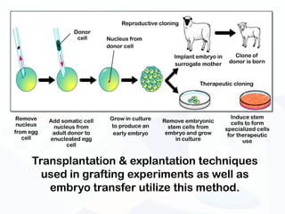 Reproductive cloning
                   Donor
                    cell      Nucleus from
                              donor cell
                                                     Implant embryo in      Clone of
                                                     surrogate mother     donor is born



                                                              Therapeutic cloning




 Remove                        Grow in culture                             Induce stem
           Add somatic cell                      Remove embryonic          cells to form
 nucleus    nucleus from       to produce an       stem cells from       specialized cells
from egg    adult donor to      early embryo      embryo and grow         for therapeutic
   cell    enucleated egg                             in culture                use
                 cell


     Transplantation & explantation techniques
       used in grafting experiments as well as
        embryo transfer utilize this method.
 
