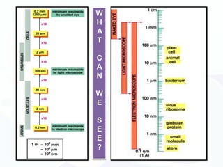 W
H
A
T

C
A
N

W
E

S
E
E
?
 