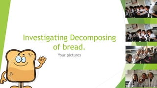 Investigating Decomposing
of bread.
Your pictures
 