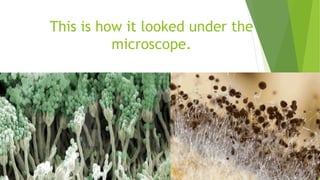 Investigating decomposing of bread g3 pics | PPT