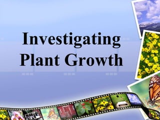 Investigating
Plant Growth
 