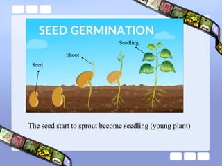 Define Sprouting Investigating plant growth | PPT