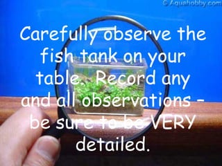 Carefully observe the fish tank on your table.  Record any and all observations – be sure to be VERY detailed. 