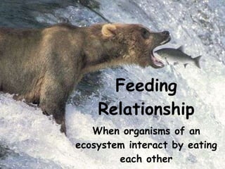 Feeding Relationship When organisms of an ecosystem interact by eating each other 
