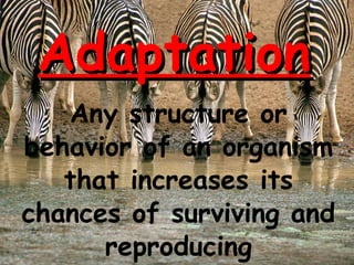 Adaptation Any structure or behavior of an organism that increases its chances of surviving and reproducing 