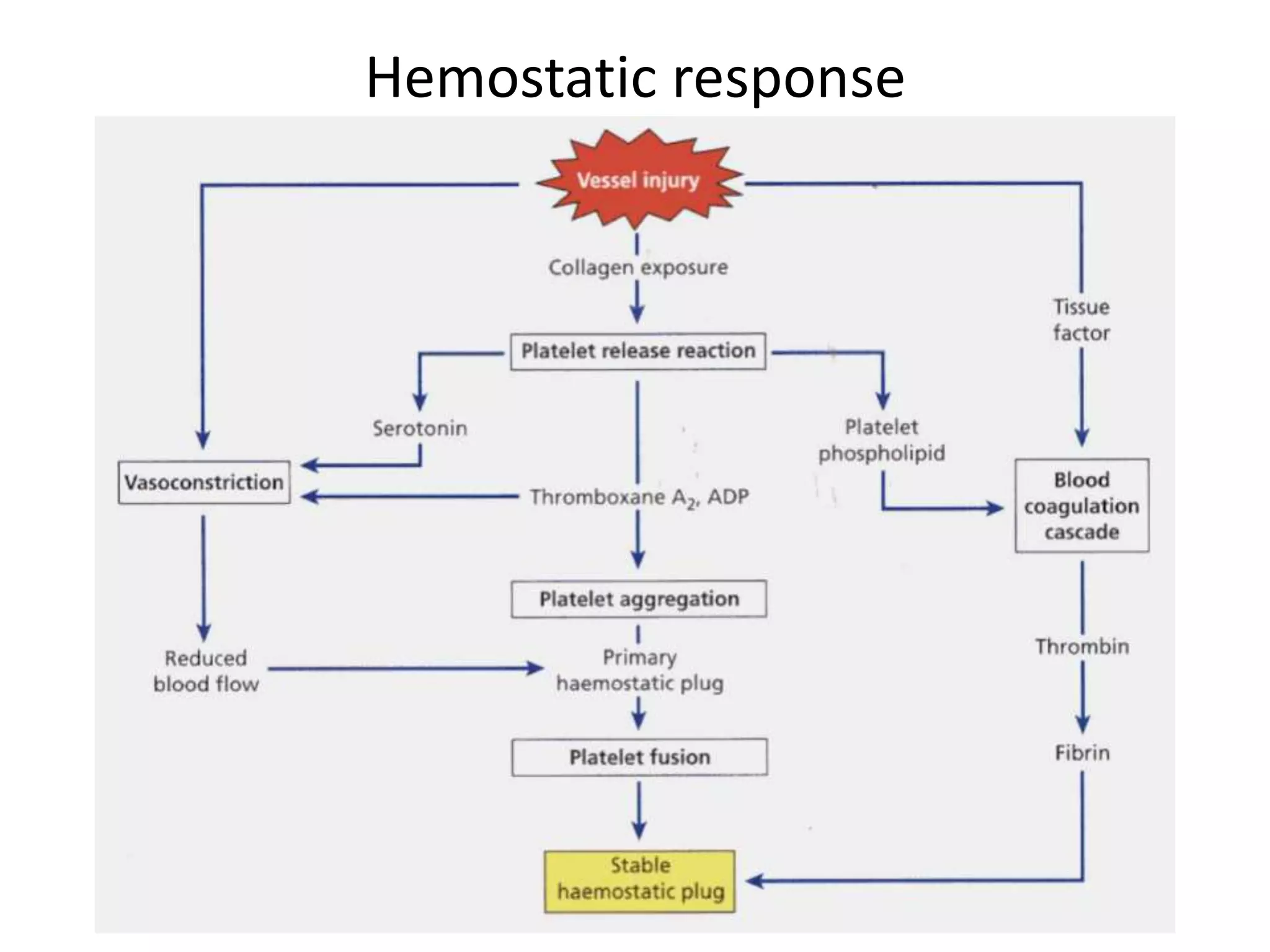 Bachelor of Chinese Medicine, The
University of Hong Kong
Hemostatic response
 