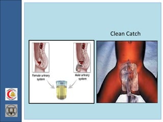 Investigations of Urology | PPT