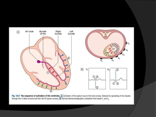 Comprehensive Overview of Cardiac Diagnostic Techniques and ECG ...