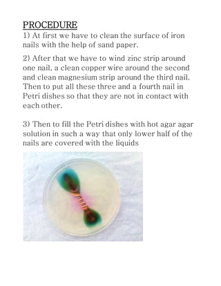 PROCEDURE
1) At first we have to clean the surface of iron
nails with the help of sand paper.
2) After that we have to wind zinc strip around
one nail, a clean copper wire around the second
and clean magnesium strip around the third nail.
Then to put all these three and a fourth nail in
Petri dishes so that they are not in contact with
each other.
3) Then to fill the Petri dishes with hot agar agar
solution in such a way that only lower half of the
nails are covered with the liquids
 