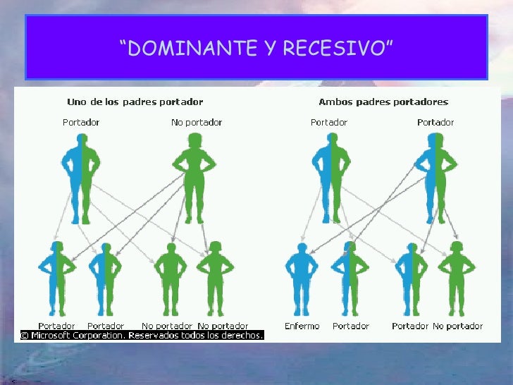 Investigacion genetica presentacion