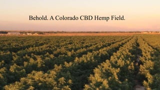 Behold. A Colorado CBD Hemp Field.
 