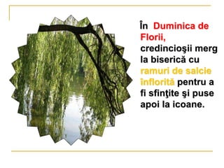 În Duminica de
Florii,
credincioşii merg
la biserică cu
ramuri de salcie
înflorită pentru a
fi sfinţite şi puse
apoi la icoane.
 