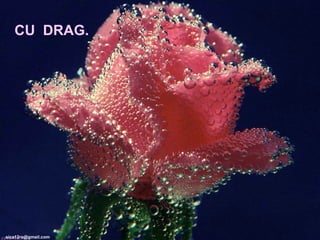 [email_address] CU  DRAG. 