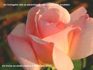 Un învingator stie ca adversitatea este cel mai bun învatator. Un învins se simte victima în fata adversitatii. 