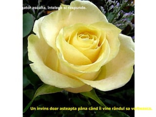 Un învingator asculta, întelege si raspunde. Un învins doar asteapta pâna când îi vine rândul sa vorbeasca. 