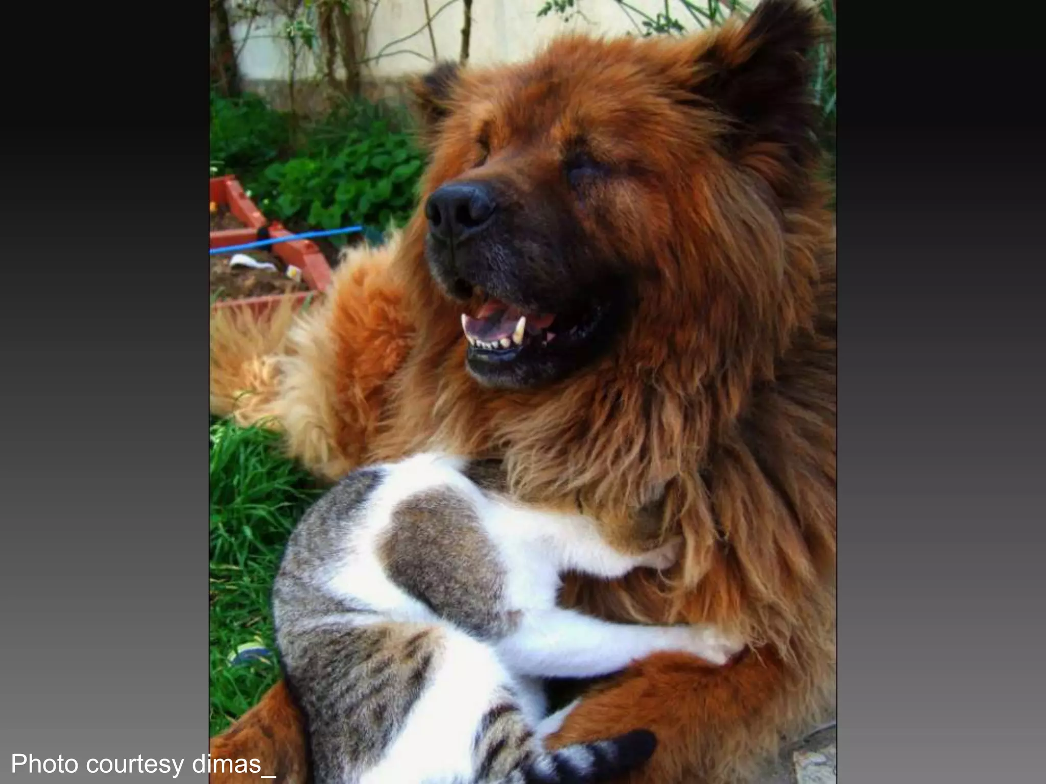 Photo courtesy dimas_