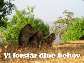 Vi forstår dine behov
 