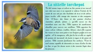 Invitez dans votre jardin, la petite faune - oiseaux - Mak.ppt