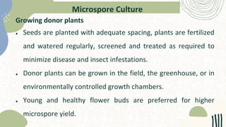Microspore Culture
Growing donor plants
● Seeds are planted with adequate spacing, plants are fertilized
and watered regularly, screened and treated as required to
minimize disease and insect infestations.
● Donor plants can be grown in the field, the greenhouse, or in
environmentally controlled growth chambers.
● Young and healthy flower buds are preferred for higher
microspore yield.
 